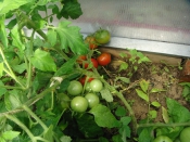 Счастливые обладатели теплиц