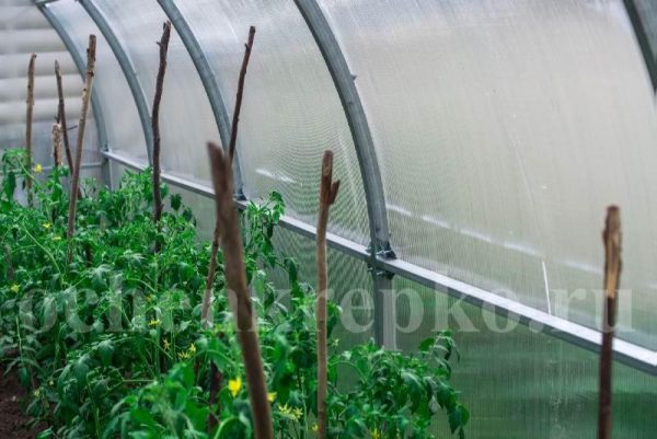 Теплица Счастье Садовода 3м фото 11