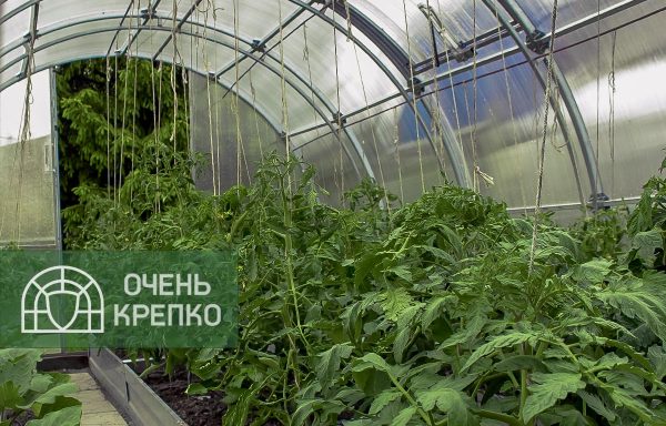 Теплица Усиленная фото 5