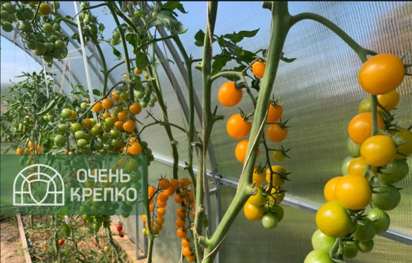 Теплица Звезда 3м Люкс фото 2